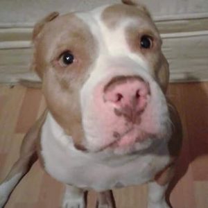 Meet your Posher, William